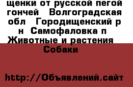 щенки от русской пегой гончей - Волгоградская обл., Городищенский р-н, Самофаловка п. Животные и растения » Собаки   